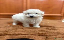 Caniche Toy perros en venta: Caniche toy blanca - Imagen 7