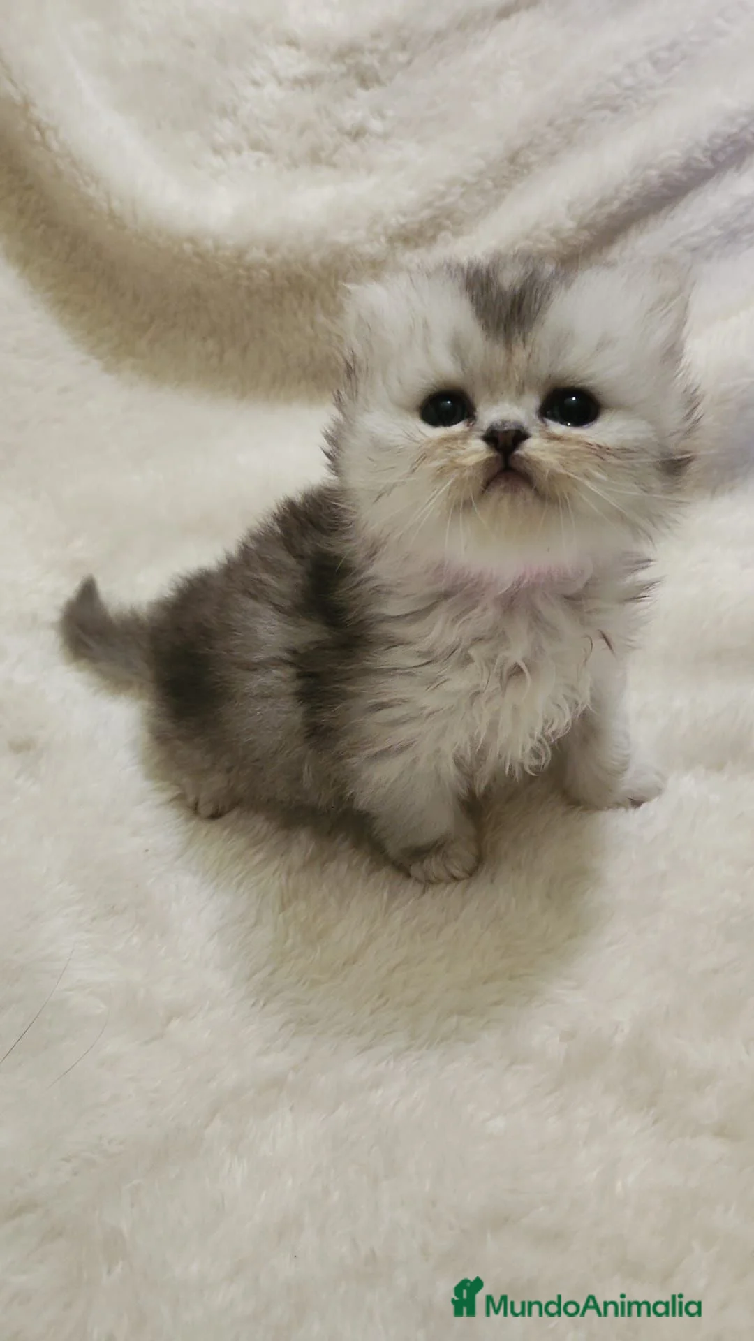 Persa gatos en venta: Hembra de persa  - Anuncio 1