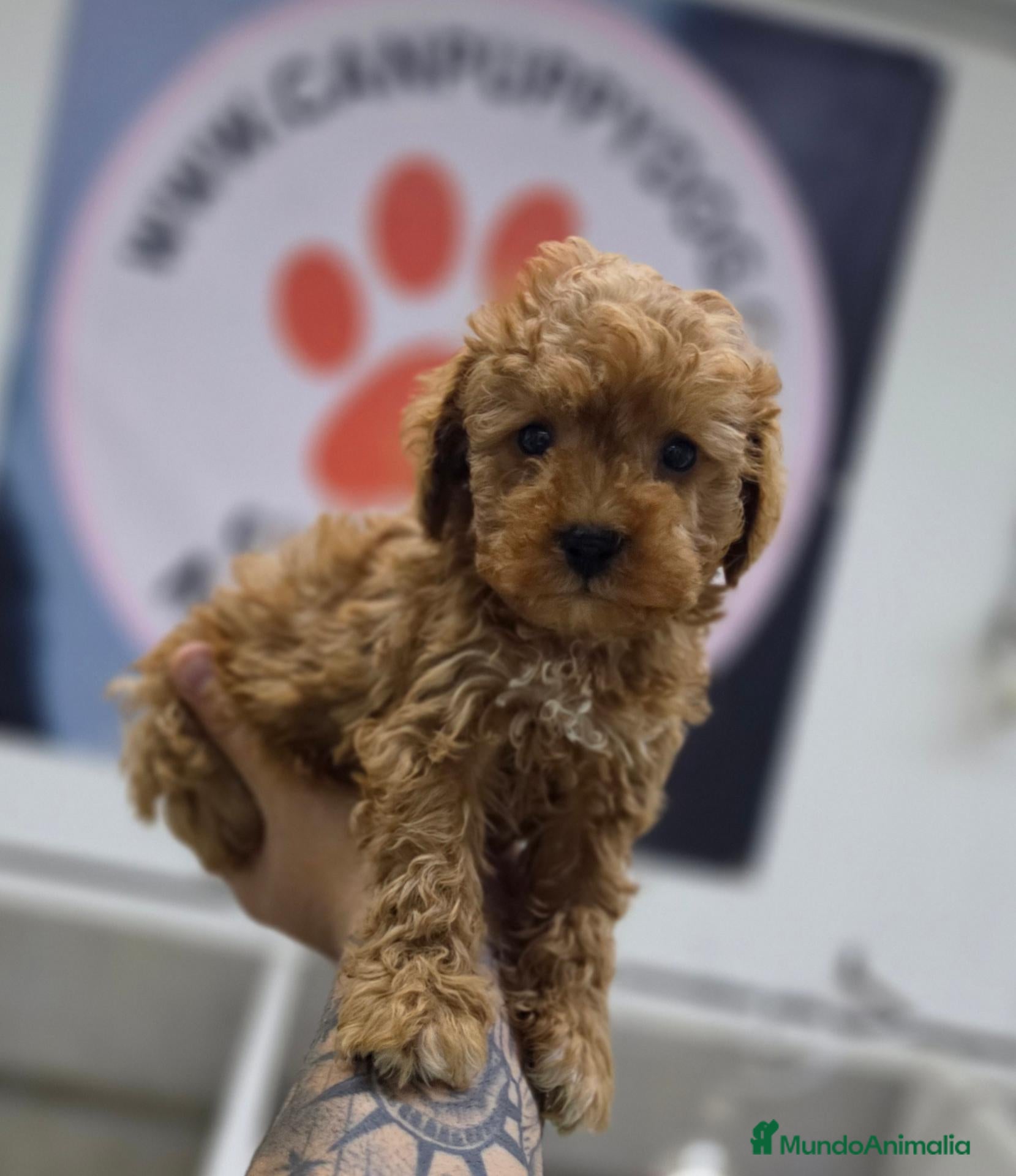 Raza Mixta perros CANICHE MACHO INIGUALABLES - Anuncio 1