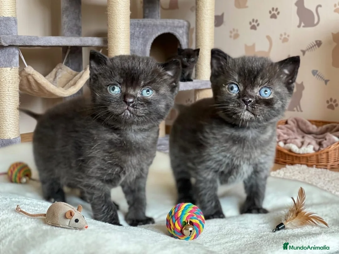 Británico de Pelo Corto gatos en venta: EXCLUSIVOS BRITISH SHORTHAIR BLACKS - Anuncio 2