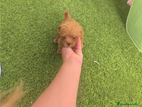 Caniche Toy perros Cachorros de caniche toy - Anuncio 2