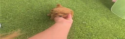 Caniche Toy perros en venta: Cachorros de caniche toy - Anuncio 1