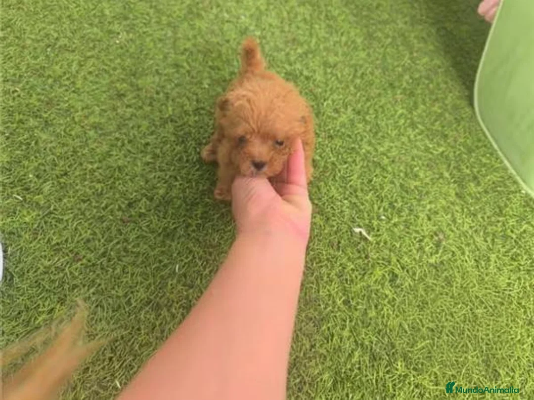 Caniche Toy perros en venta: Cachorros de caniche toy - Anuncio 1