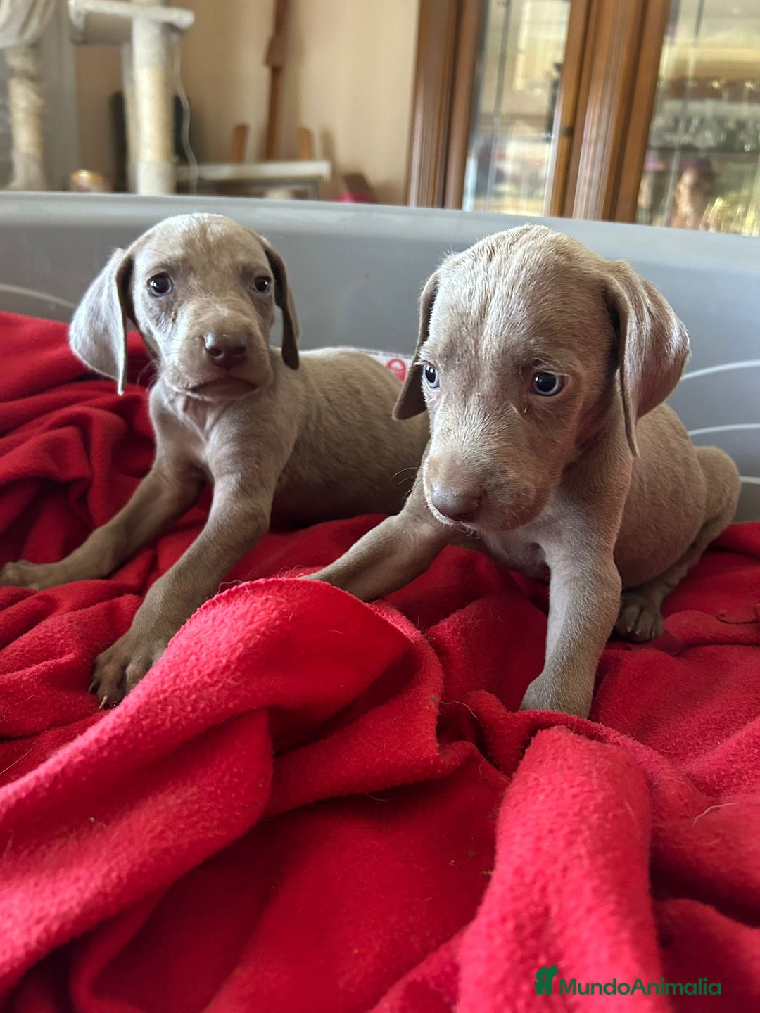 Weimaraner perros en venta: Braco de weimaner  - Imagen 2