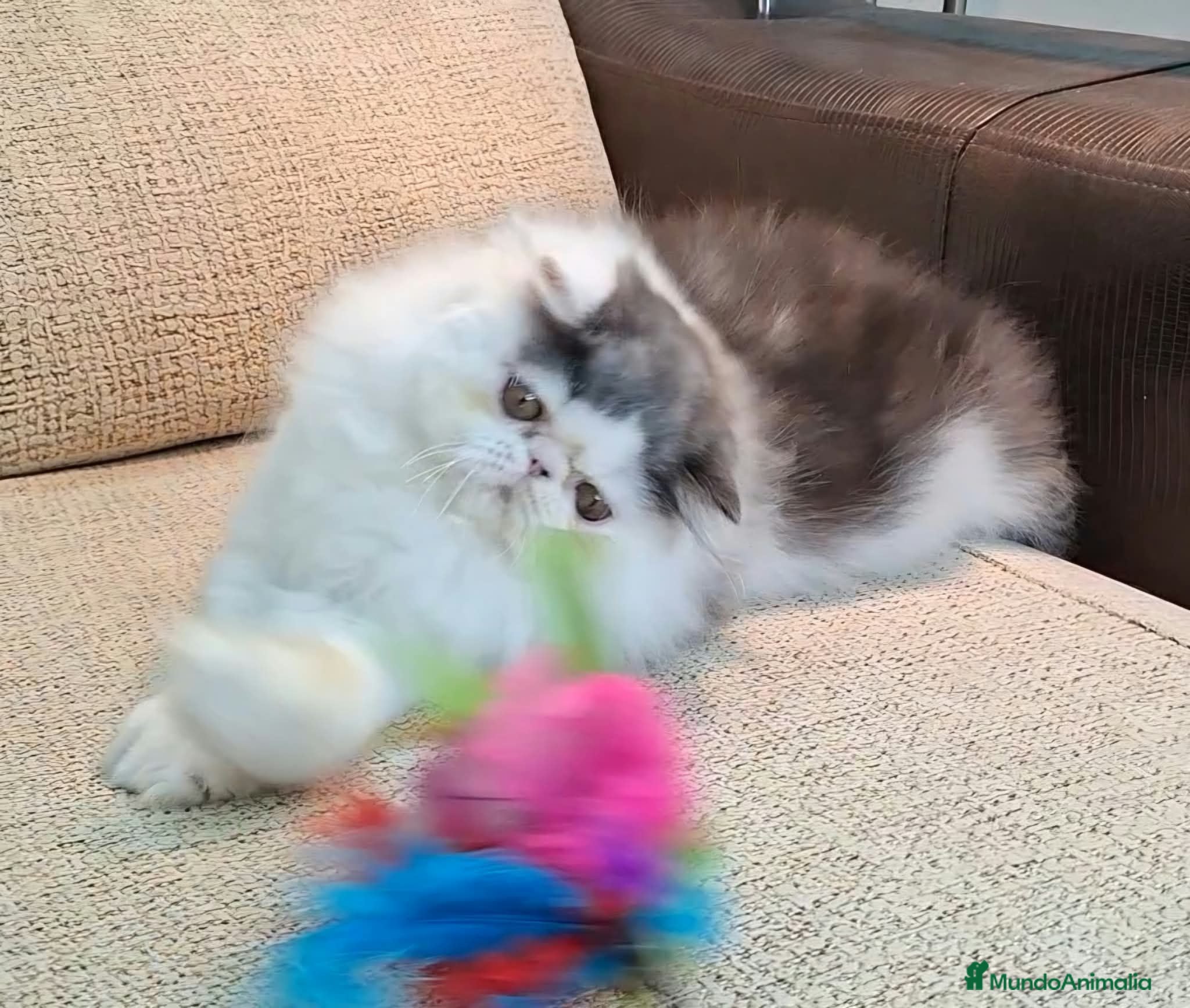 Persa gatos Precioso Gatito persa - Anuncio 1