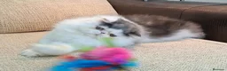 Persa gatos en venta: Precioso Gatito persa - Anuncio 1