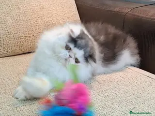 Persa gatos Precioso Gatito persa - Anuncio 1