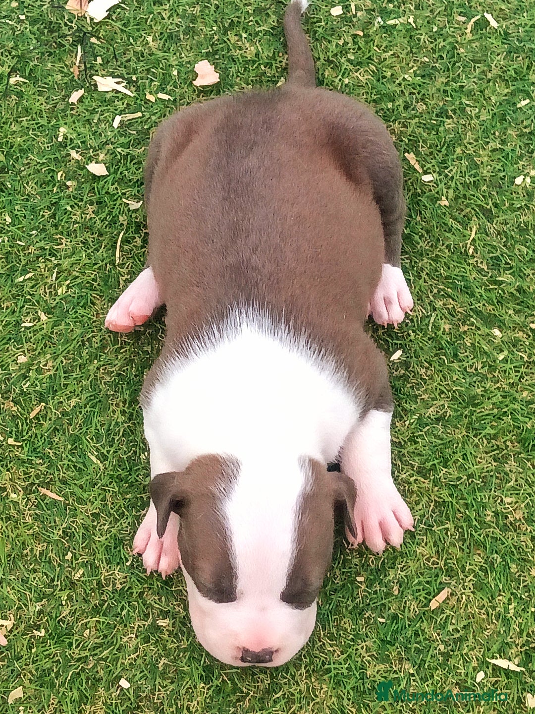 American Staffordshire-Terrier perros en venta: ✨American Staffordshire terrier con PEDIGREE!✨ - Imagen 4