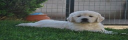 Golden Retriever perros en venta: Golden Retriever criador serio y profesionales  en Madrid - Anuncio 4
