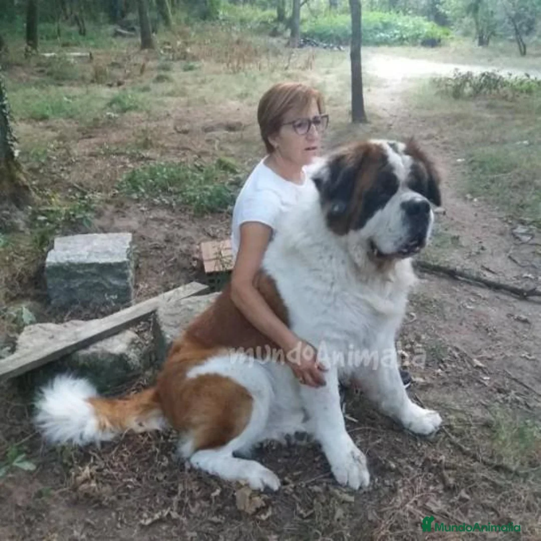 Imagen de galería {{count}}