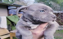 American Staffordshire-Terrier perros en venta: AMERICAN STAFFORD BLUE CRIADORES  - Imagen 3