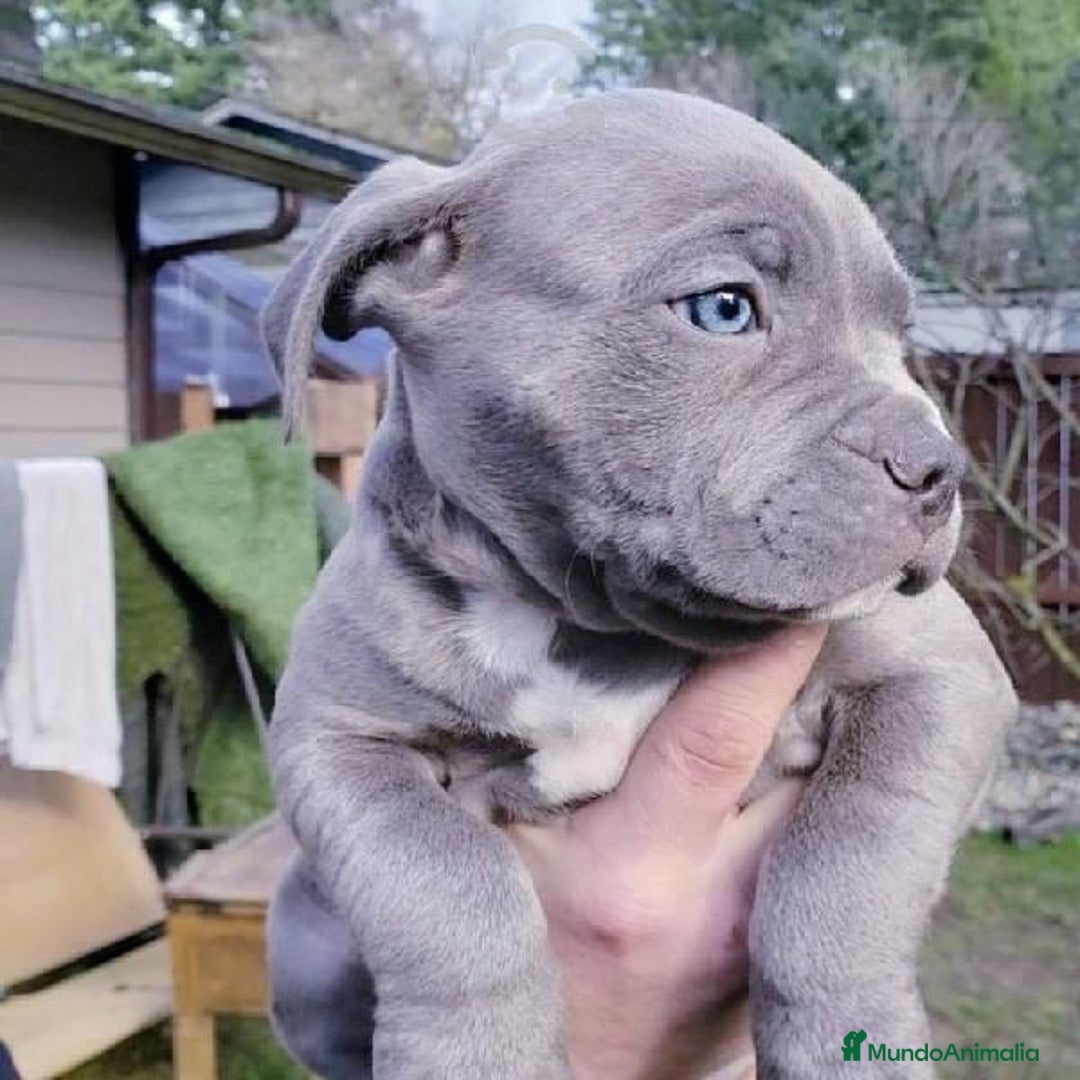 American Staffordshire-Terrier perros en venta: AMERICAN STAFFORD BLUE CRIADORES  - Imagen 3