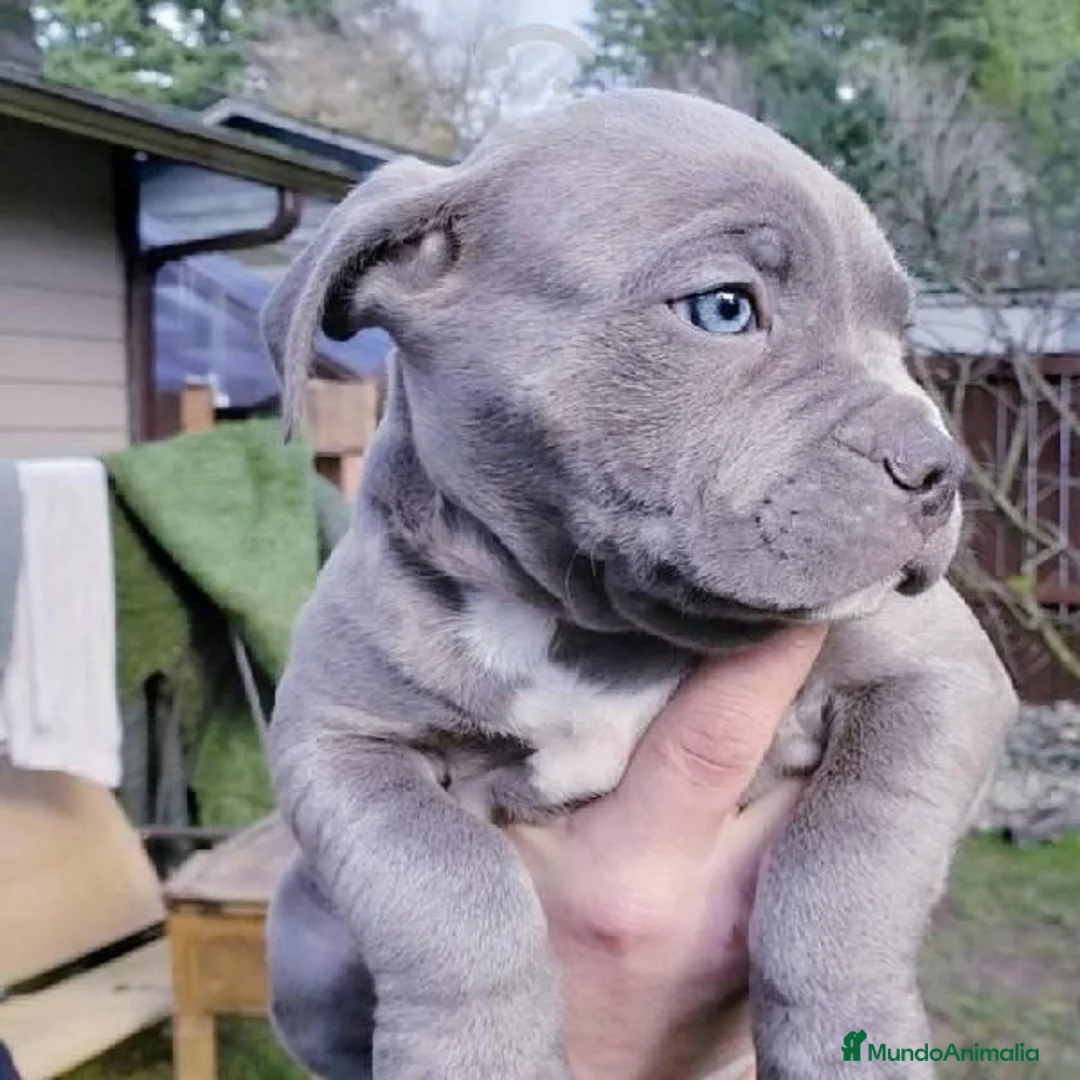 American Staffordshire-Terrier perros en venta: AMERICAN STAFFORD BLUE CRIADORES  - Anuncio 3
