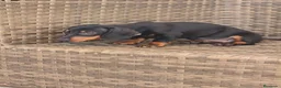 Teckel Miniatura perros en venta: Teckel Mini Negra y Fuego hembra disponible  - Anuncio 8