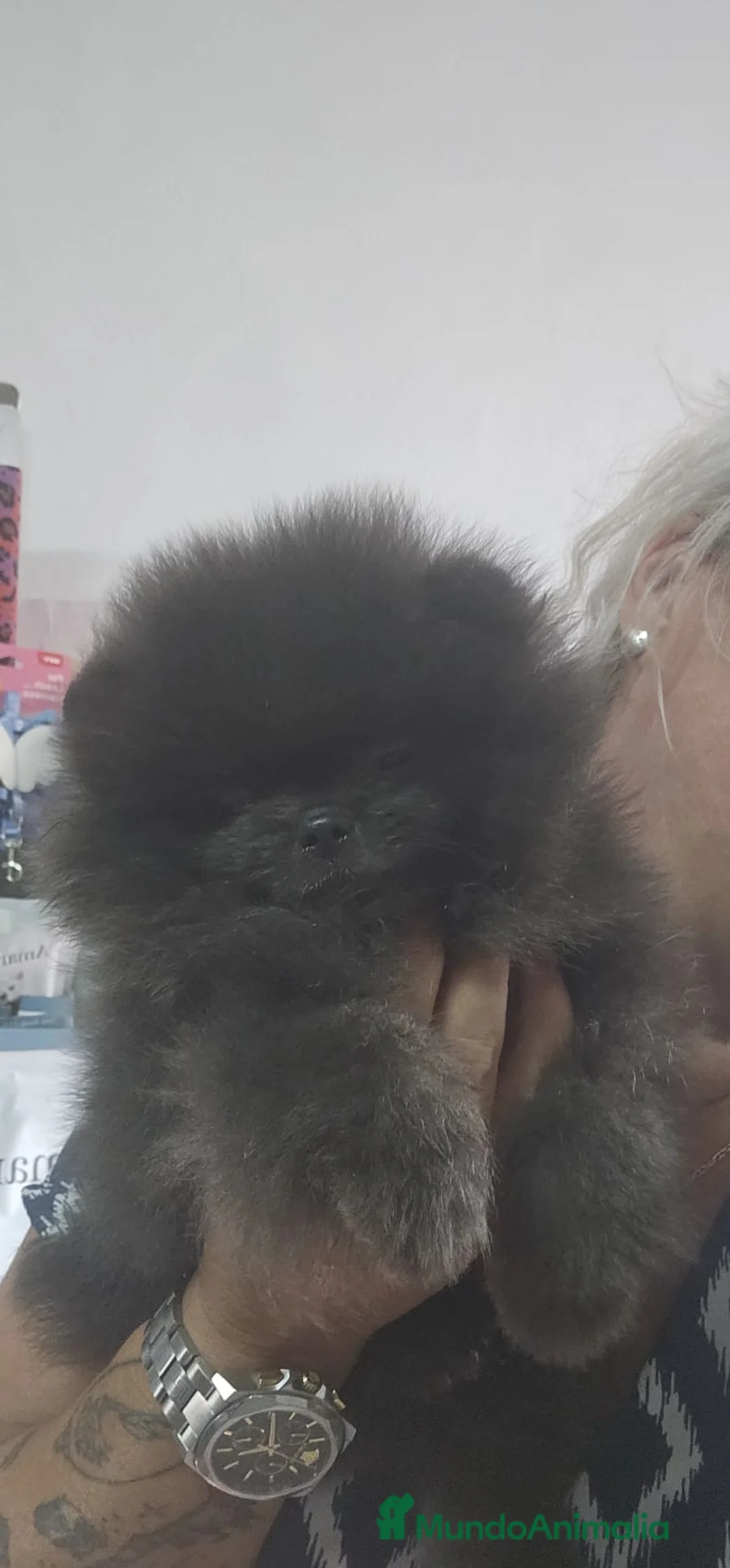 Pomerania perros en venta: EJEMPLARES DE POMERANIA LINIA RUSA  - Anuncio 1