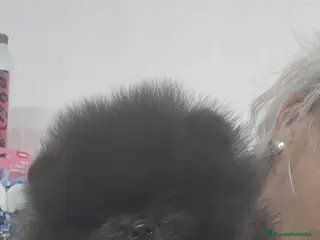 Pomerania perros EJEMPLARES DE POMERANIA LINIA RUSA - Anuncio 1