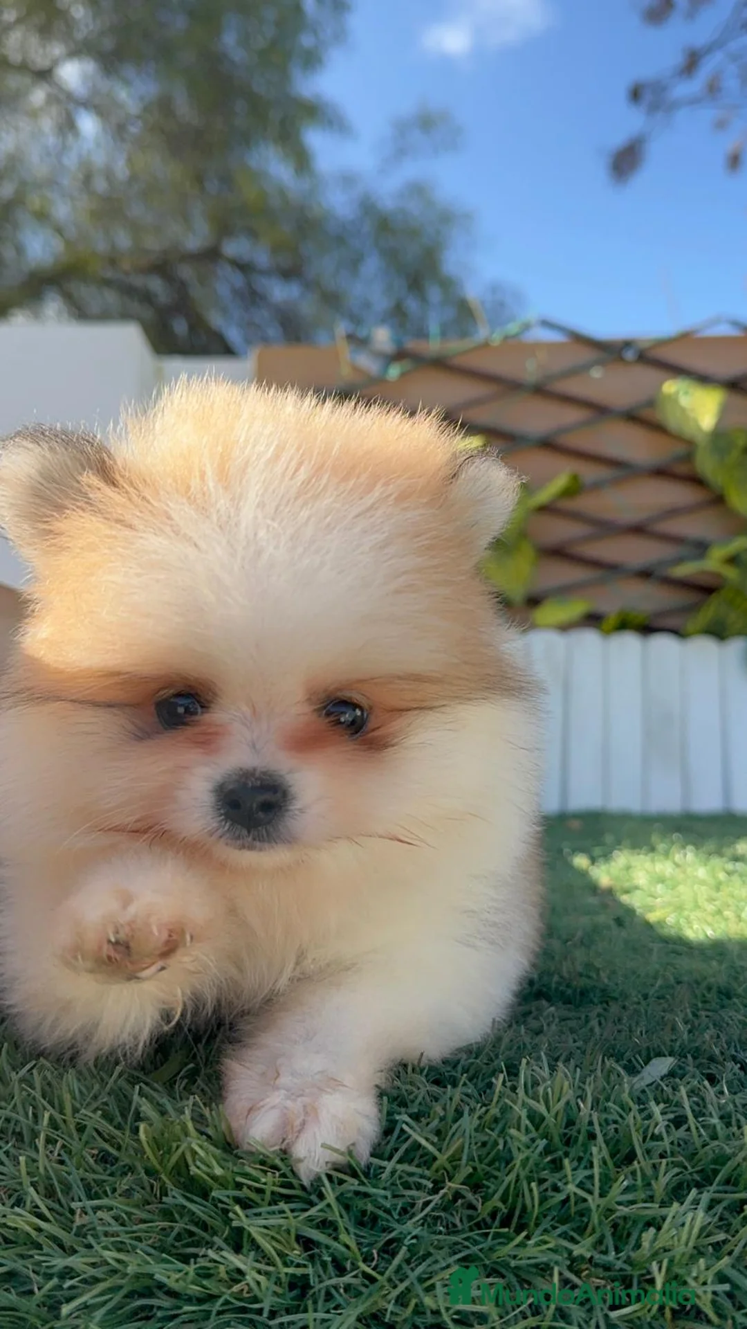 Pomerania perros en venta: POMERANIA MACHO - Anuncio 9