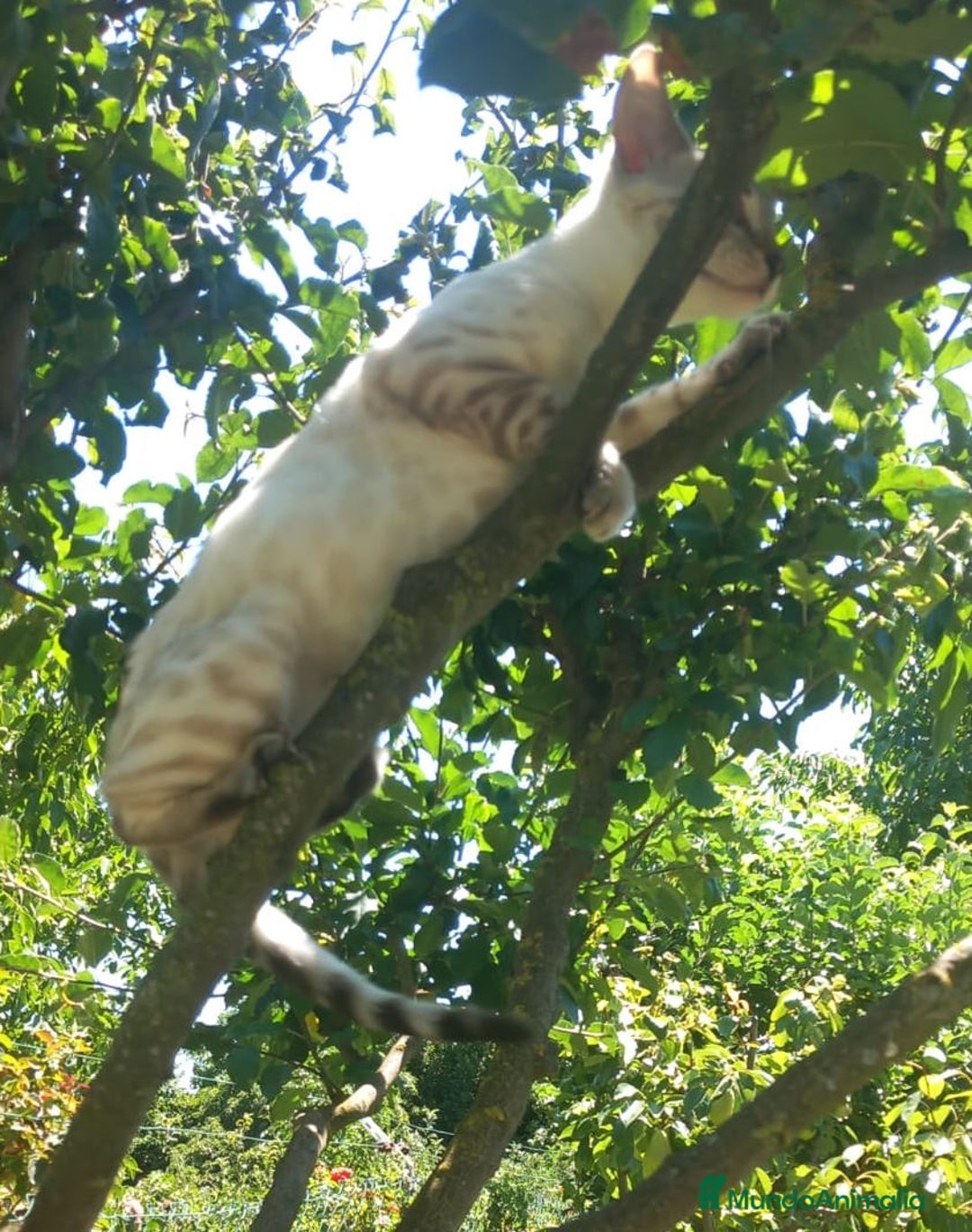 Bengalí gatos en venta: Disponible gatita Bengali - Imagen 5