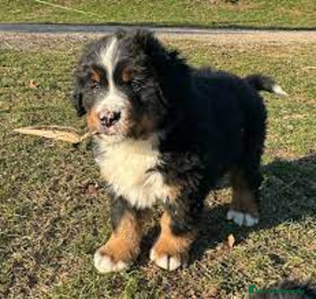 Boyero de Berna perros en venta: BOYERO DE BERNA - Anuncio 3