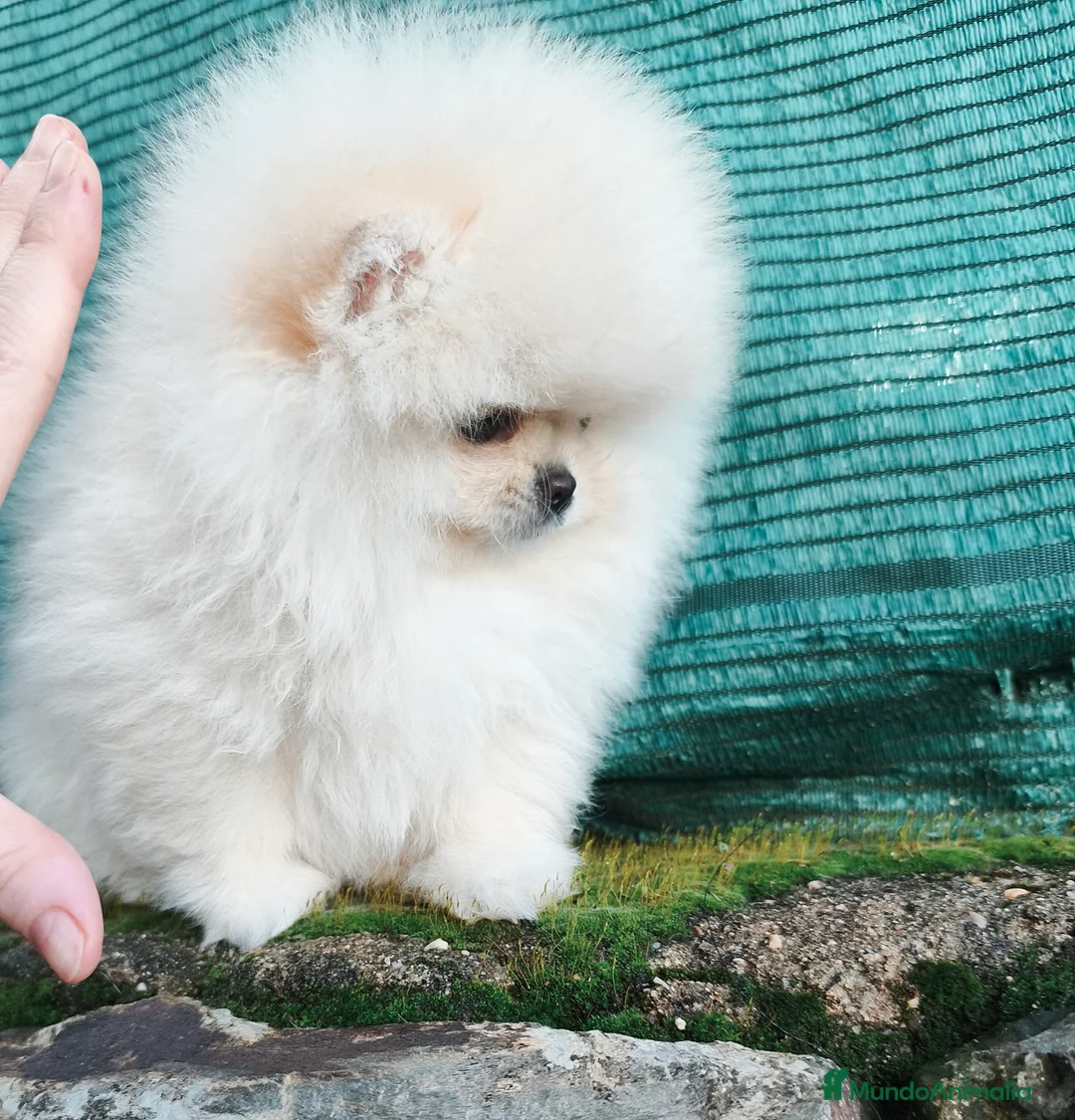 Pomerania perros en venta: Cachorros línea coreana  - Anuncio 2