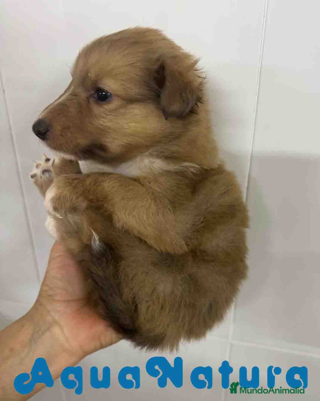 Perro Pastor de las Shetland perros en venta: Pastor de Shetland Macho 1 de Nana AQUANATURA - Anuncio 6