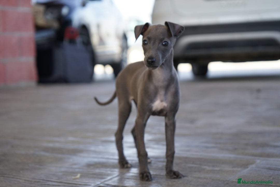 Pequeño Lebrel Italiano perros en venta: 🌟 Sirius y Selena – Galgos italianos blue 🐾 - Imagen 11