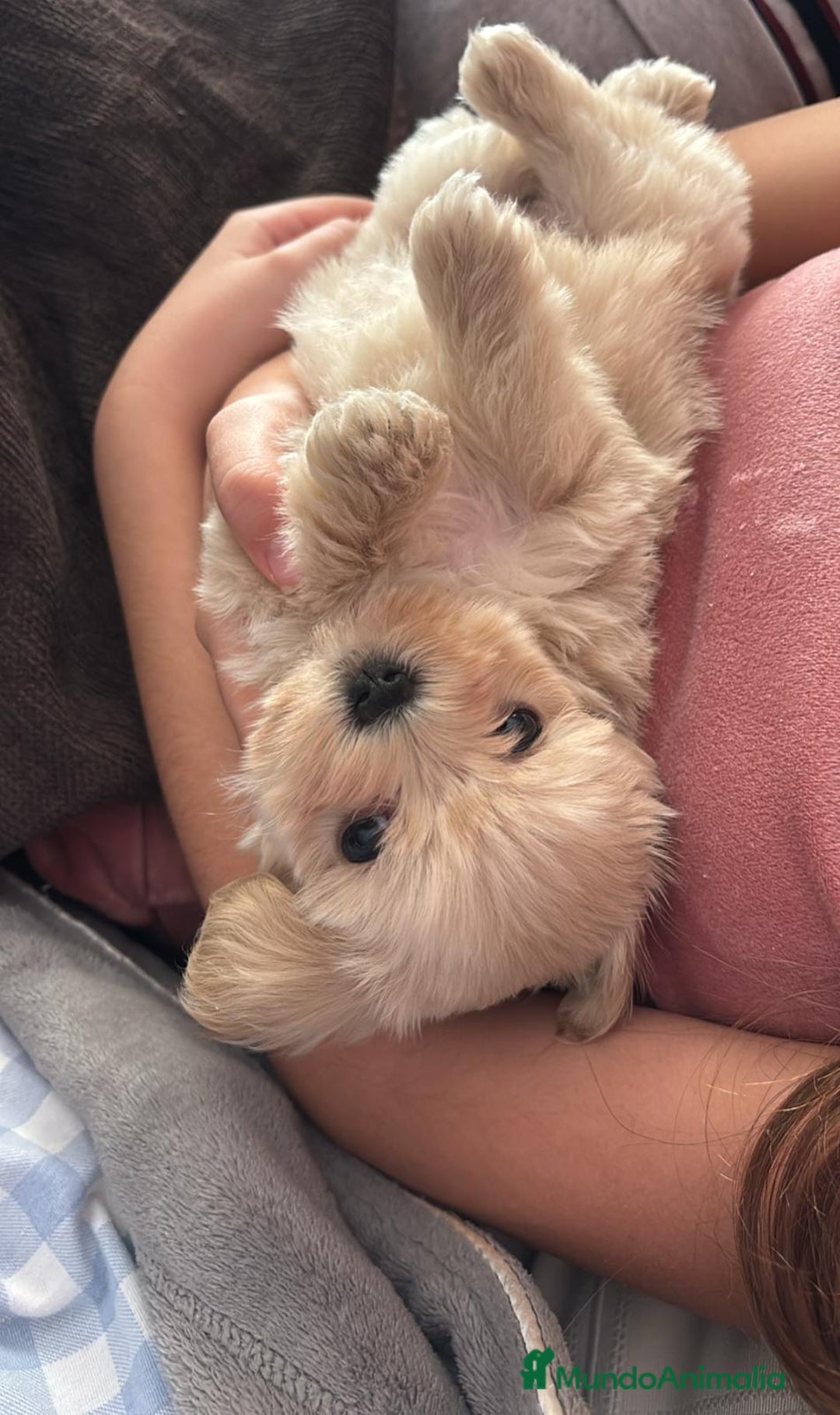 Maltipoo perros en venta: Maltipoo Toy hembra crema preciosa  - Anuncio 1