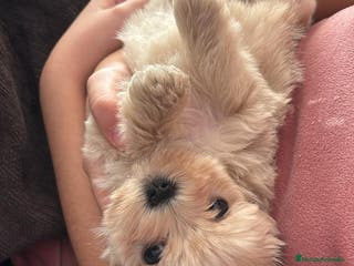 Maltipoo perros Maltipoo Toy hembra crema preciosa - Anuncio 4