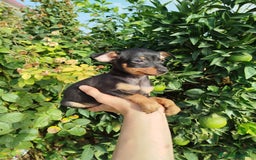 Pinscher Miniatura perros en venta: Mini pincher toy  - Imagen 3