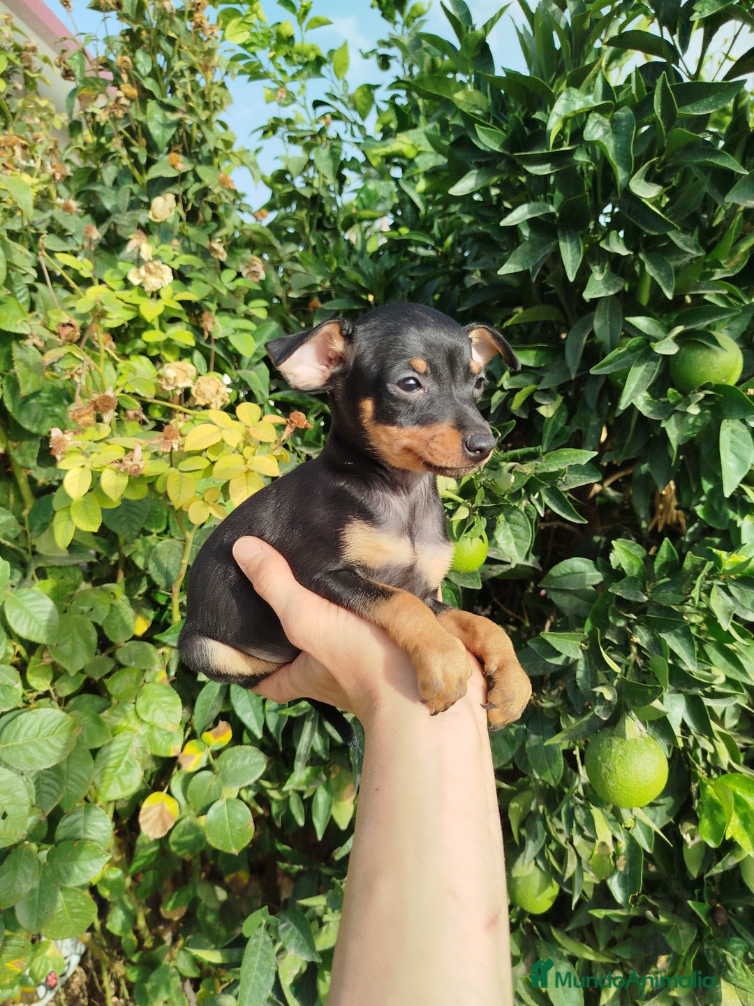Pinscher Miniatura perros en venta: Mini pincher toy  - Imagen 3