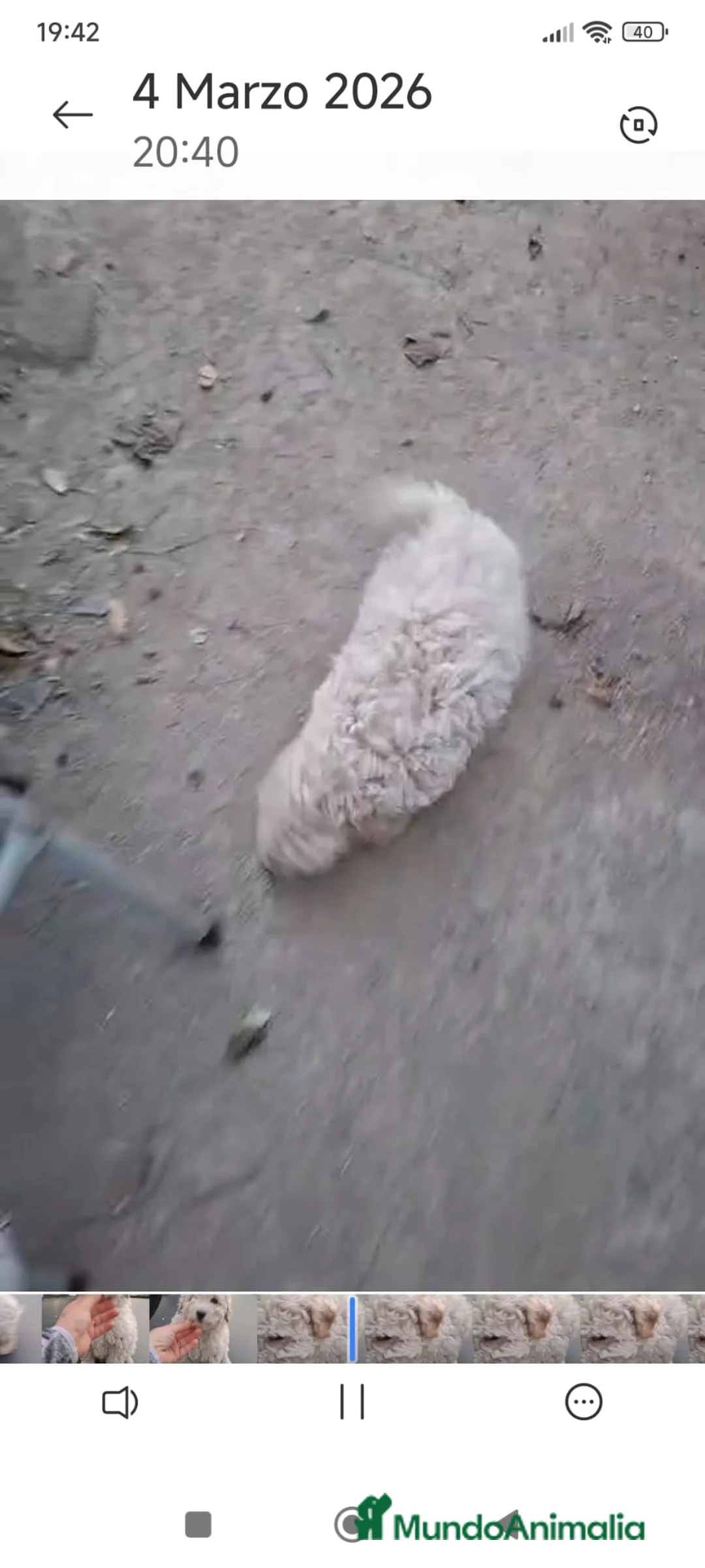 Caniche Toy perros en venta: CANICHE MACHO OPORTUNIDAD  - Anuncio 3