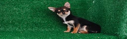 Chihuahua perros en venta: Chihuahua toy - Anuncio 3