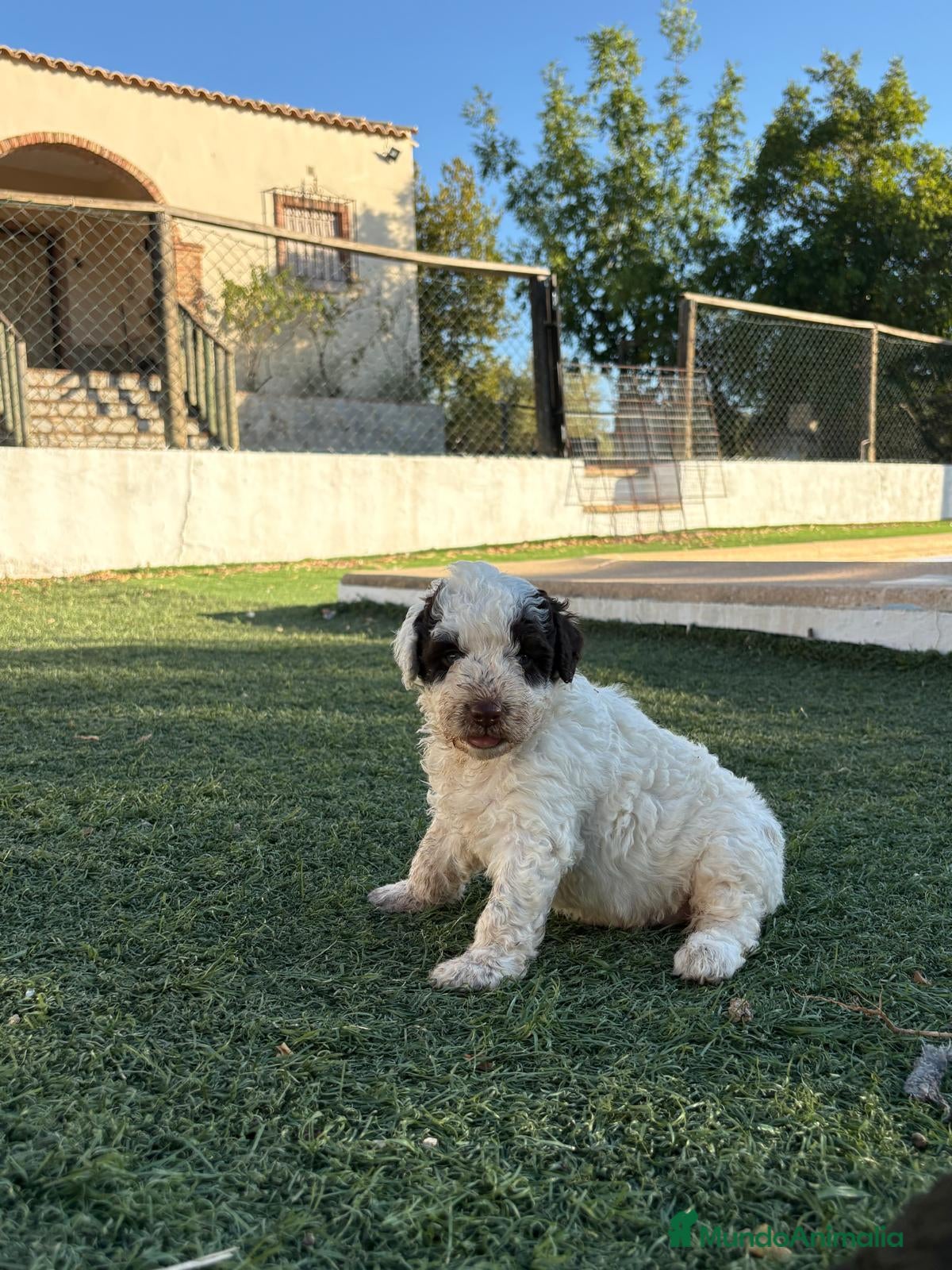 Perro de Agua Español perros PERRO DE AGUA - Anuncio 2