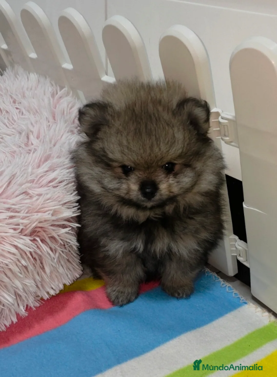 Pomerania perros en venta: Lulus pomerania  - Anuncio 1