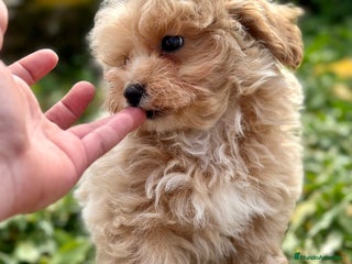 Maltipoo perros en Barcelona - Anuncio 22