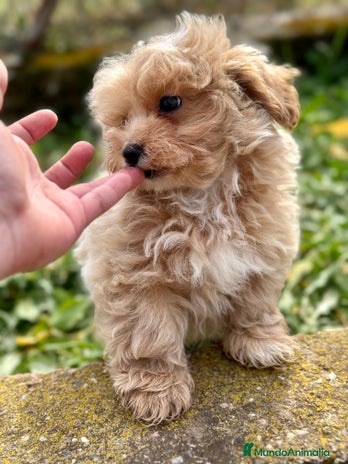 Maltipoo perros en Barcelona - Anuncio 9