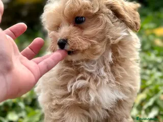 Maltipoo perros ÚLTIMO MALTIPOO TOY DISPONIBLE! en Barcelona - Anuncio 23