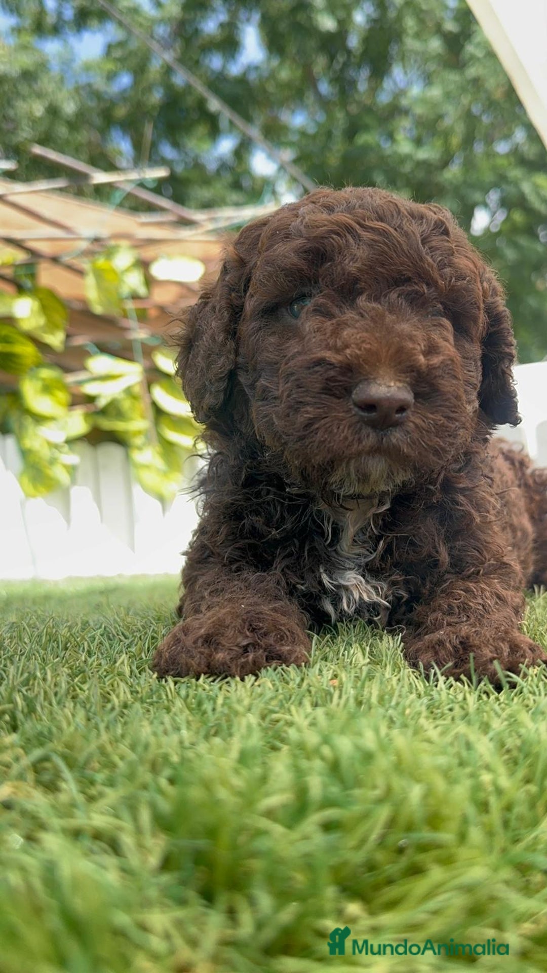 Perro de Agua Español perros en venta: PERRO DE AGUA ESPAÑOL - Imagen 18