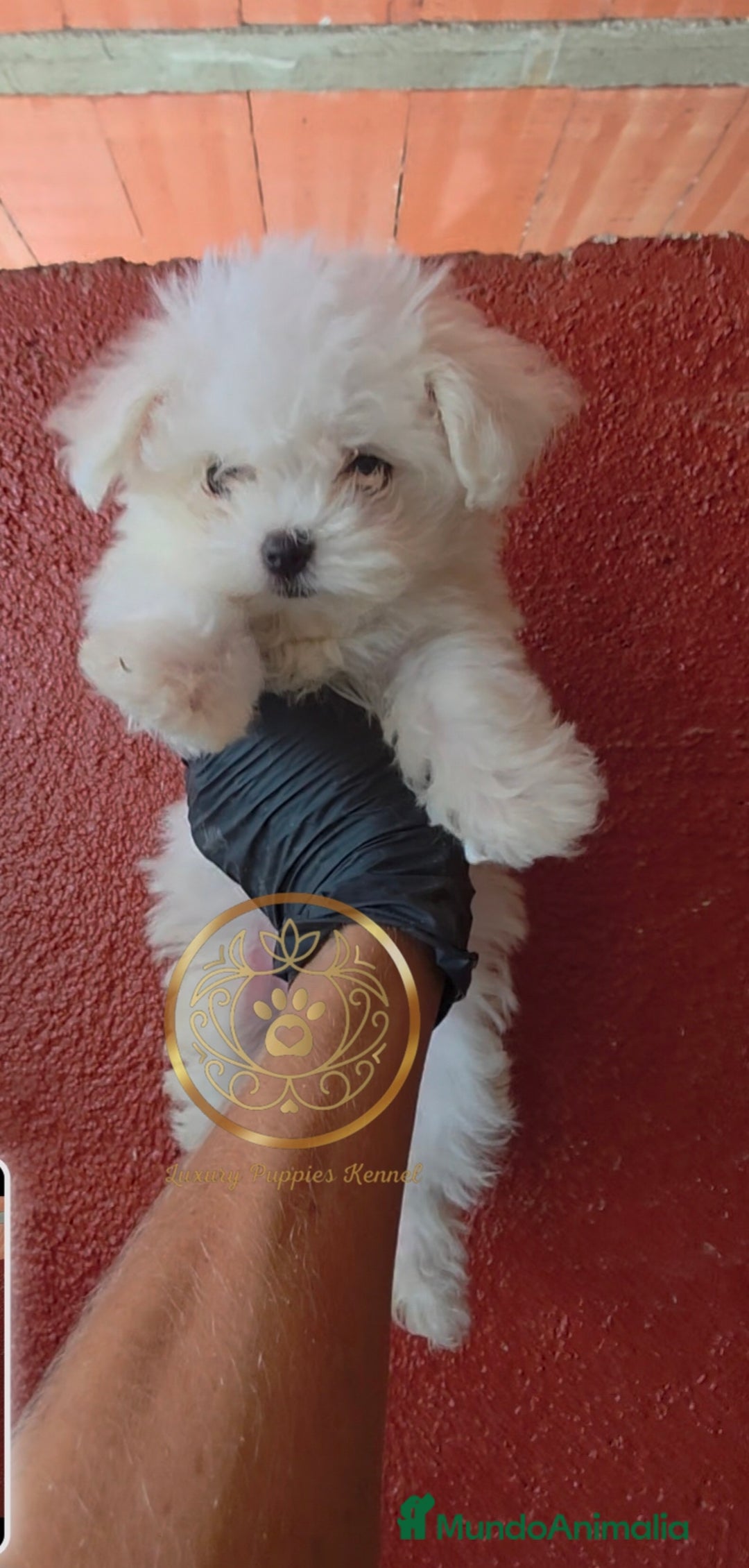 Bichón Maltés perros en venta: Bichon maltes coreanos mini - Imagen 4