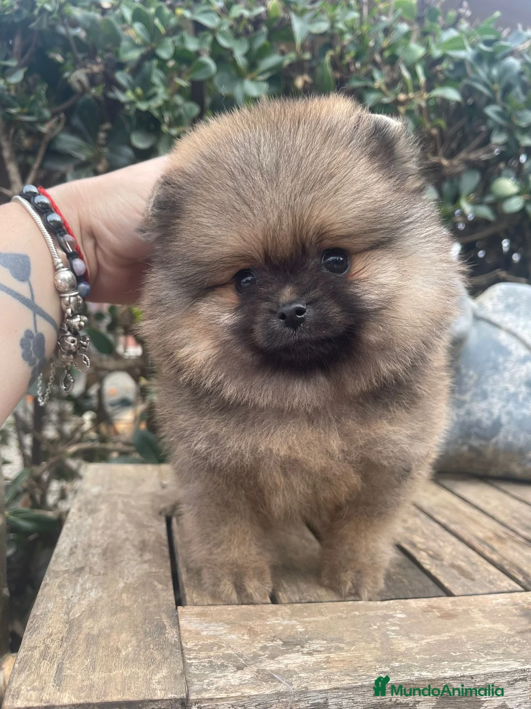 Pomerania perros en venta: BEBES POMERANIA SUPER MINIATURAS en Málaga - Anuncio 4