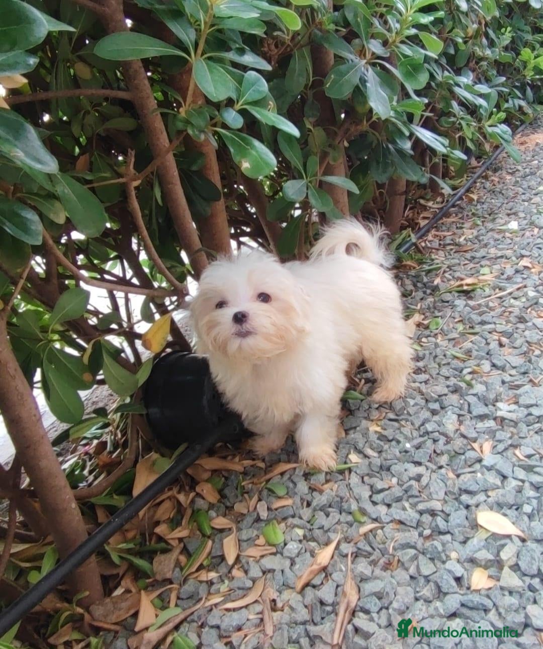 Bichón Maltés perros Bichón maltés  - Anuncio 5