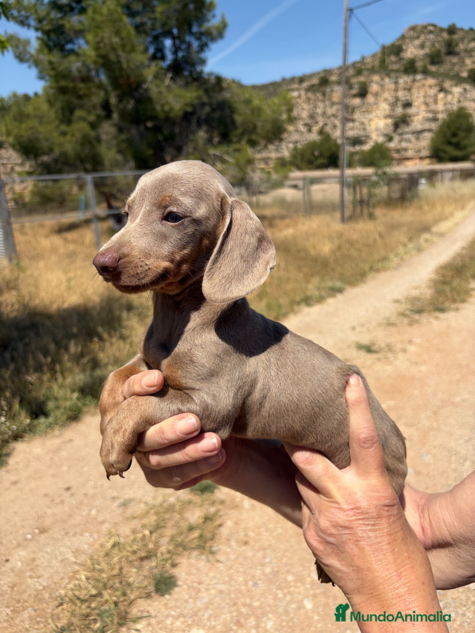 Teckel Miniatura perros Teckel mini lilac - Anuncio 31