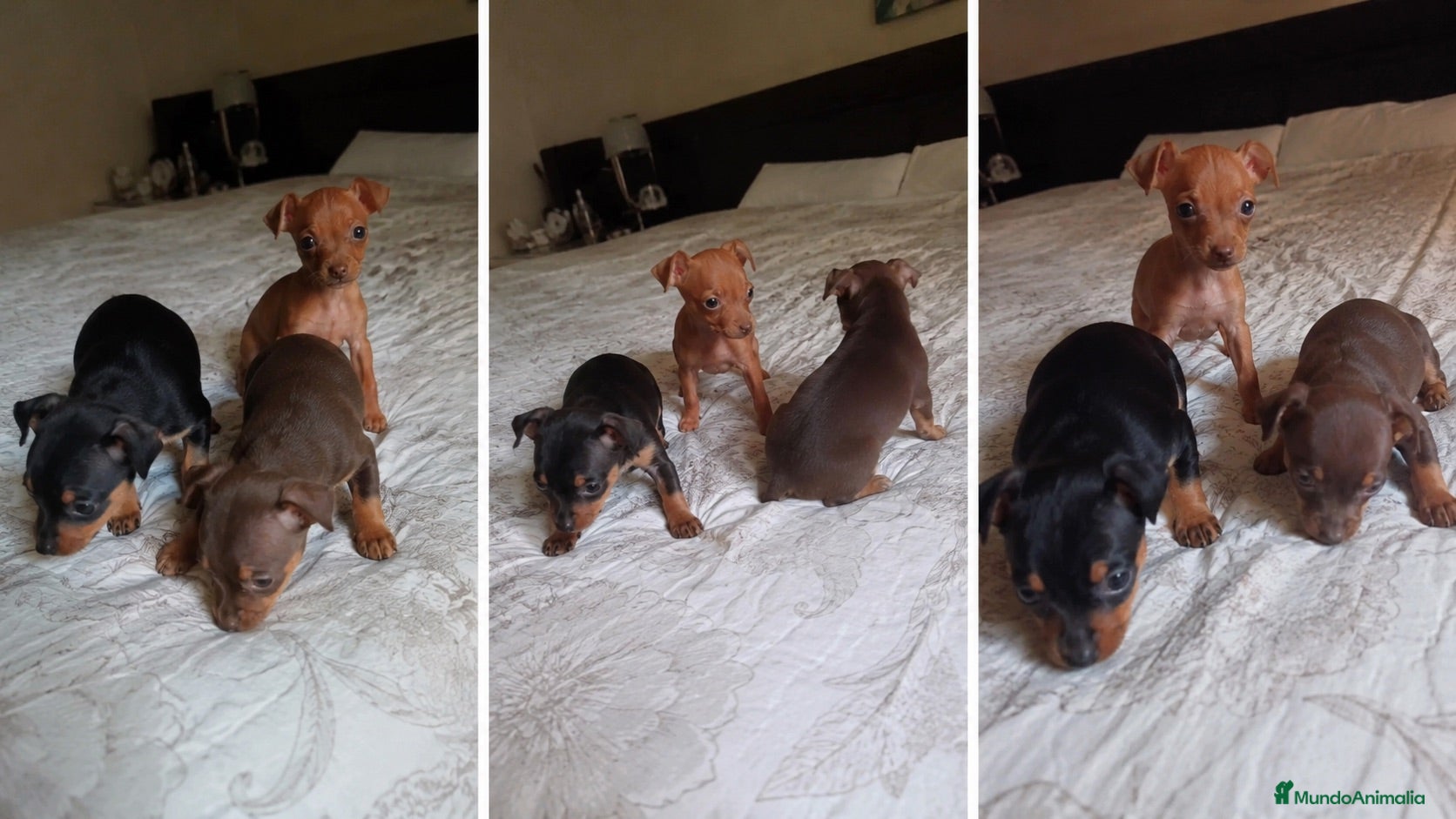 Pinscher Miniatura perros CACHORROS MINI PINSCHER - ENTREGA A DOMICILIO  - Anuncio 1