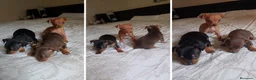 Pinscher Miniatura perros en venta: CACHORROS MINI PINSCHER - ENTREGA A DOMICILIO  - Anuncio 1