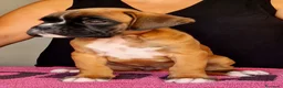 Boxer perros en venta: Cachorros boxer de alta selección  - Anuncio 22