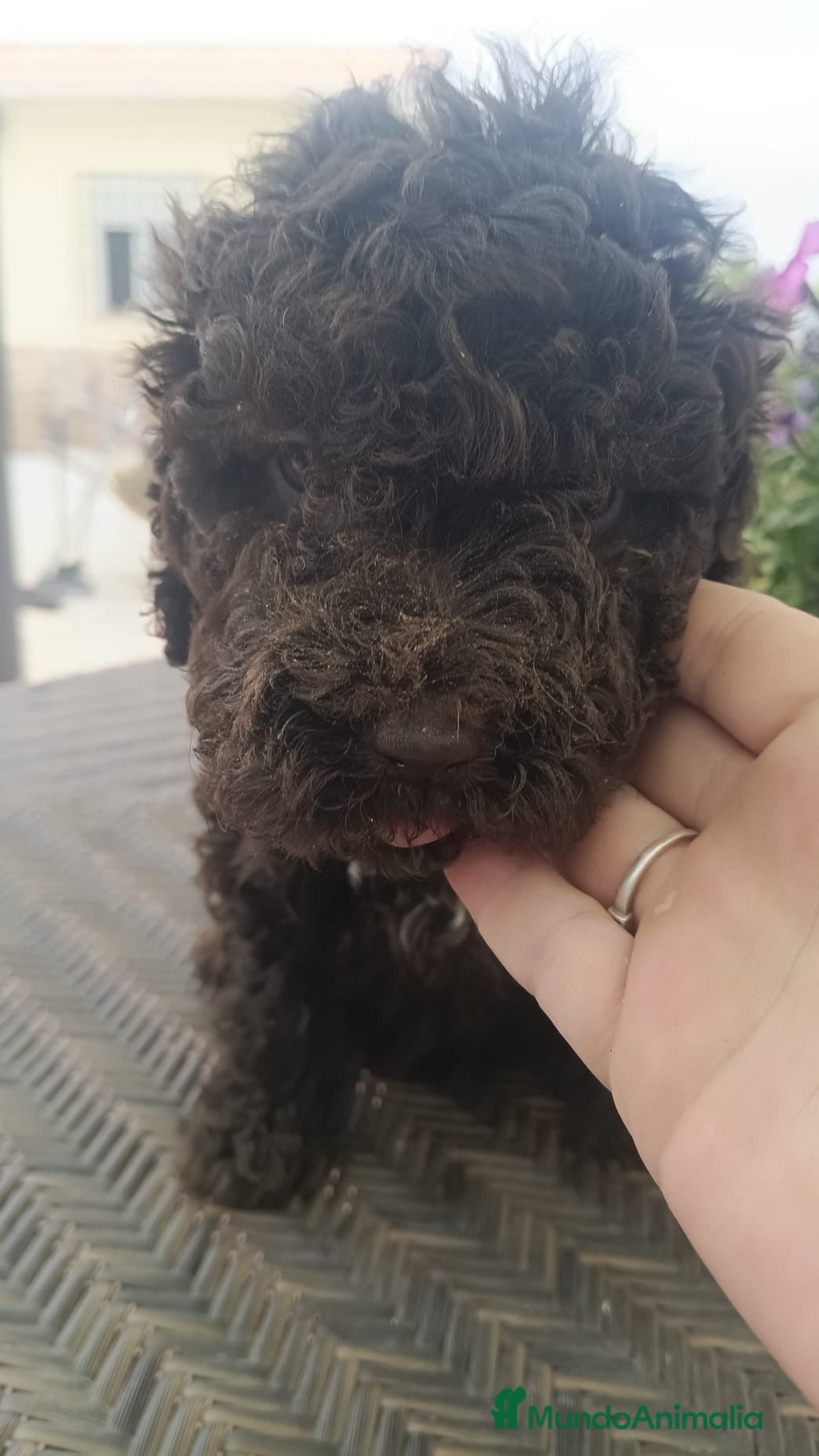 Perro de Agua Español perros Preciosa camada de perros de agua chocolate🐾🐶 - Anuncio 2