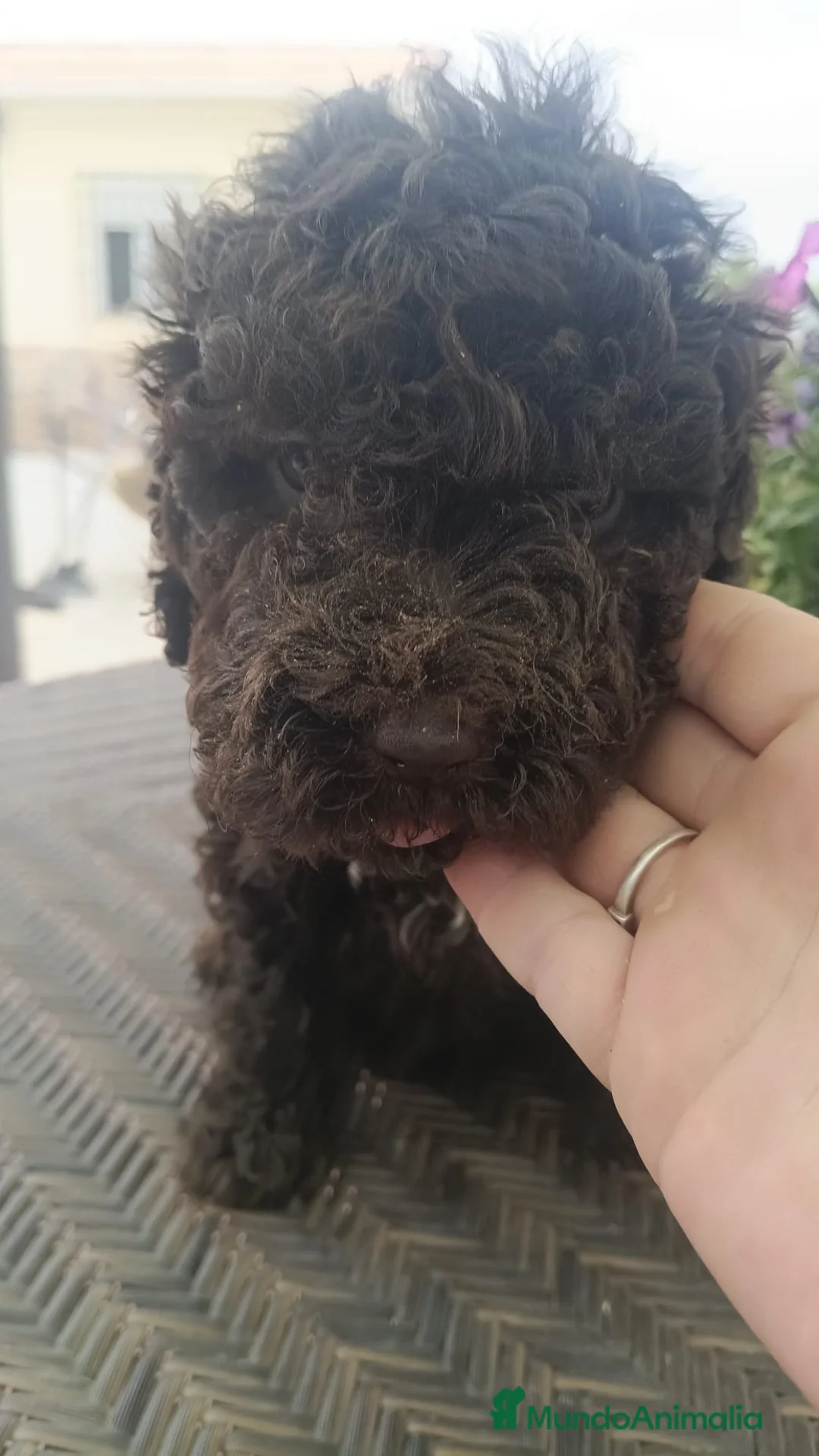 Perro de Agua Español perros en venta: Preciosa camada de perros de agua chocolate🐾🐶 en Sevilla - Anuncio 1