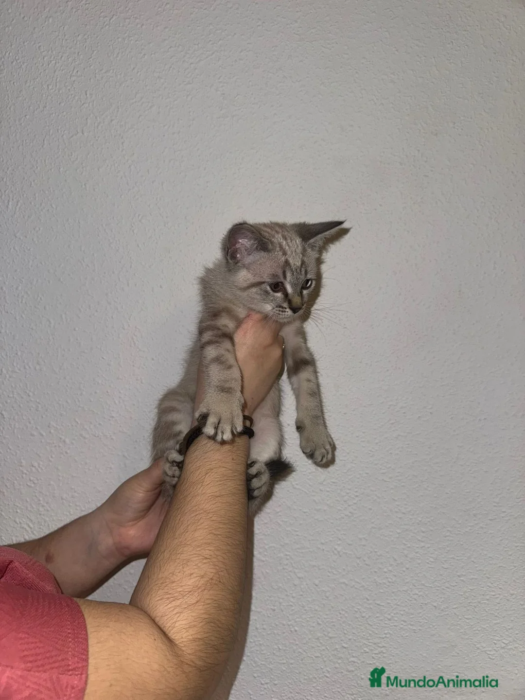 Siamés gatos en venta: Cruce de siamés  - Anuncio 1