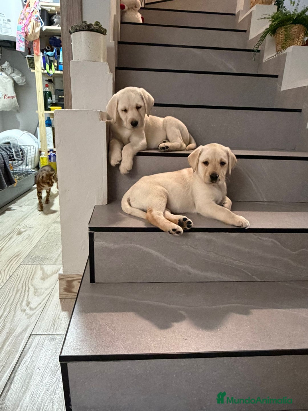 Labrador Retriever perros en venta: Labrador retriever dorado  - Anuncio 1