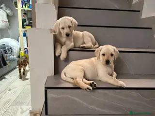 Labrador Retriever perros Labrador retriever dorado - Anuncio 13